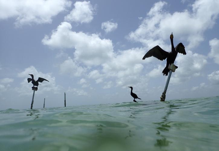 Cormorants on bird stakes