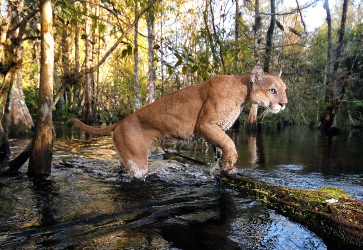 A panther jumps over a log. 