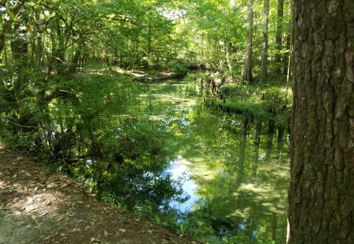 Ponce de Leon Springs