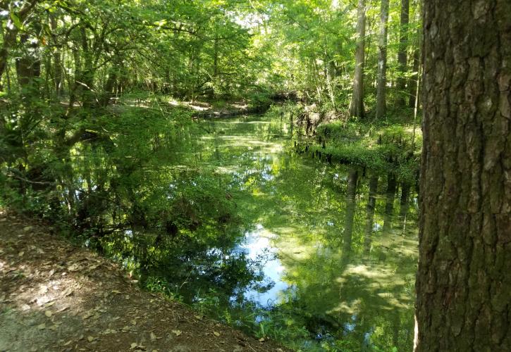 View of calm spring waters shaded by trees. 