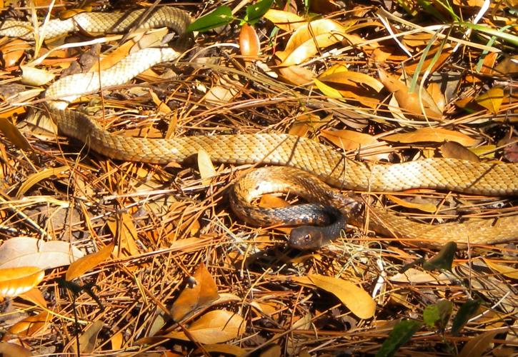 Coachwhip Snake