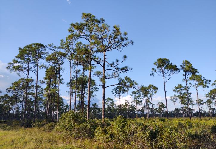 Pine flatwoods