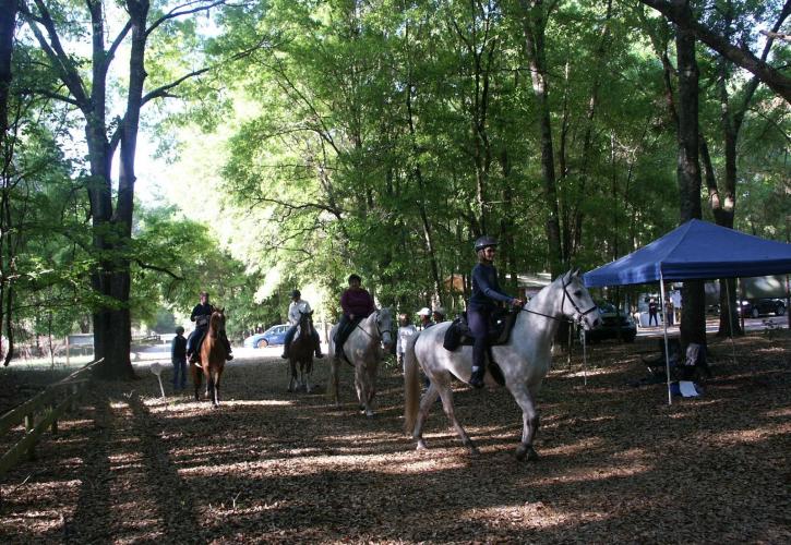 River Rise Preserve Horses