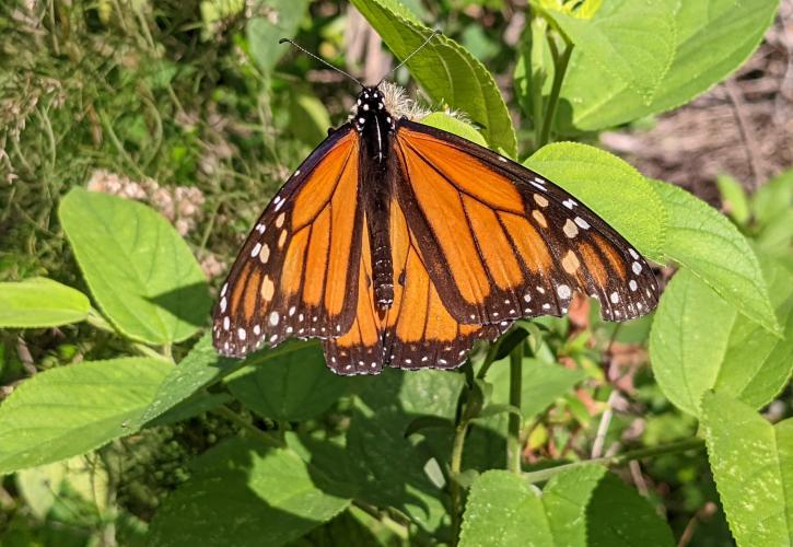 An image of a monarch butterfly