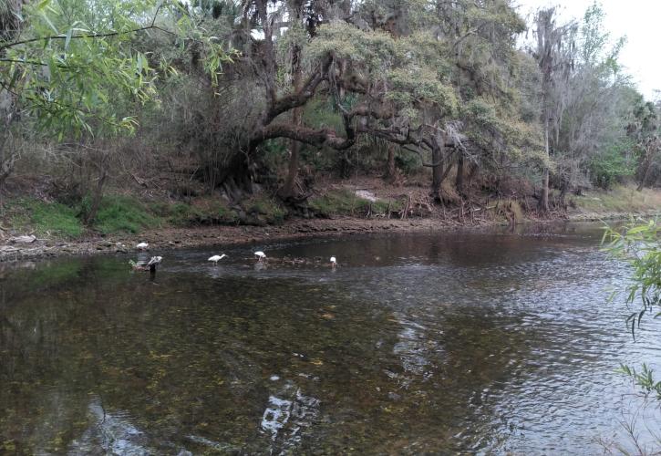 Several ibis forage for food on the Peace River.