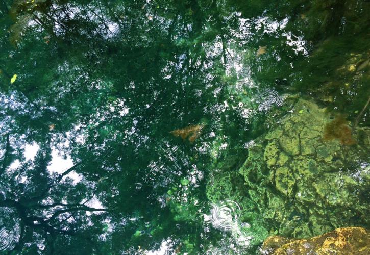 Peacock Springs Color