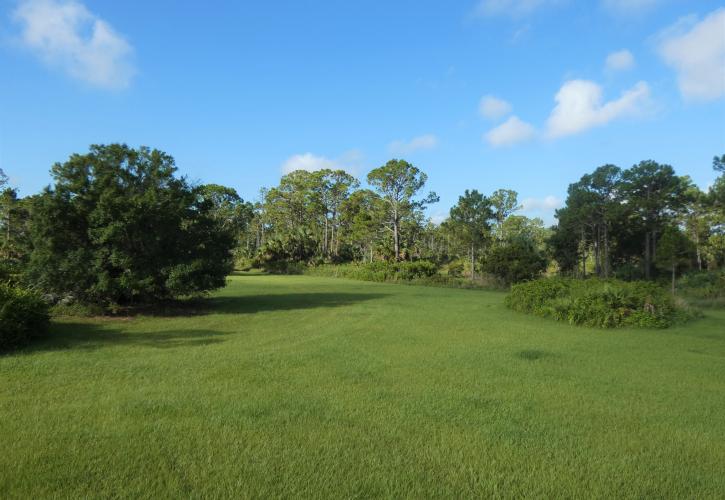 A mowed, grassy area surrounded by tall trees.