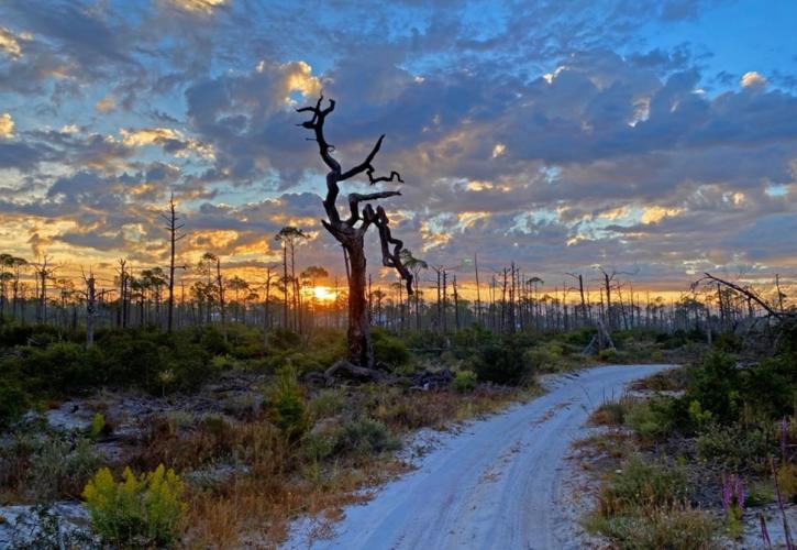 Sunset through the trees