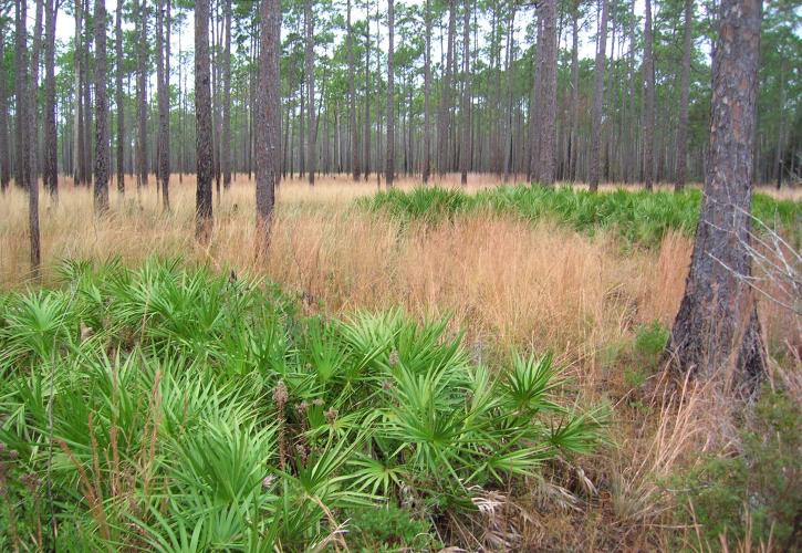 View through the woods of towering pine trees and palmettos in the under story. 