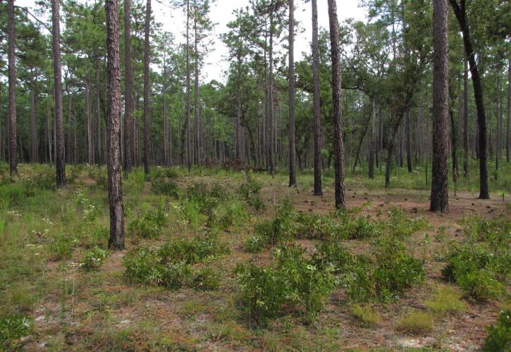 San Felasco Hammock Pine Woods