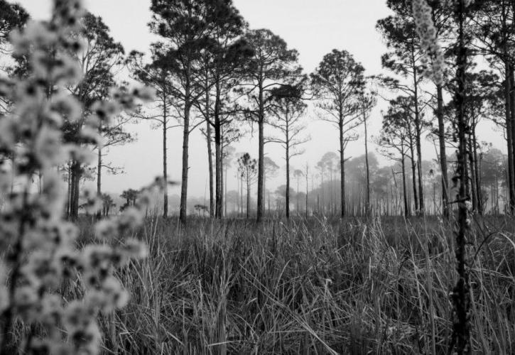 Black and white image of view through the pine trees.