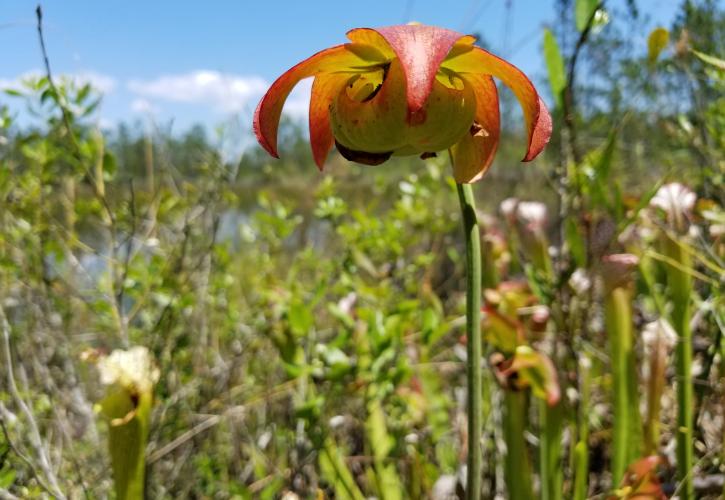 Yellow River Marsh Pitcher Plant