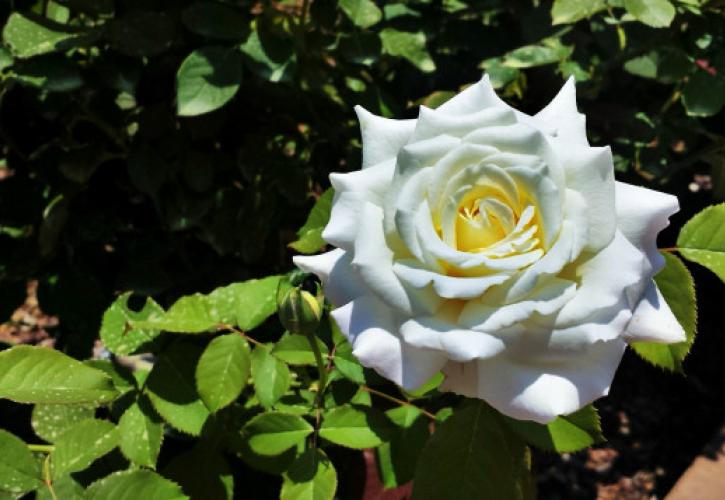 a White rose in full bloom
