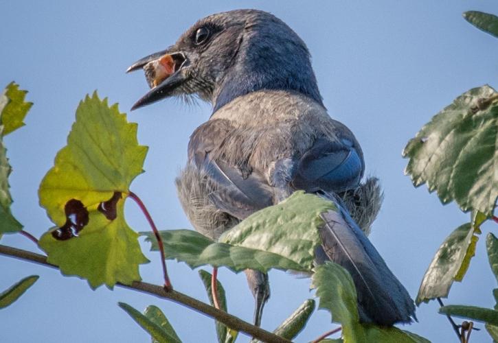 A view of a blue scrub jay.