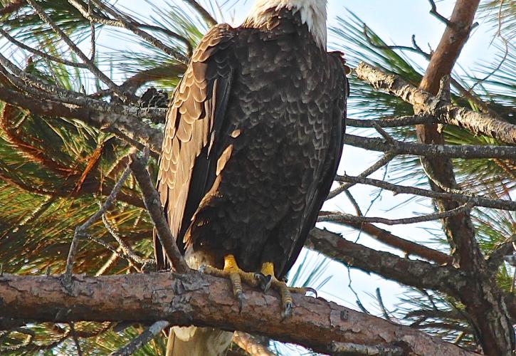 Pumpkin Hill Eagle