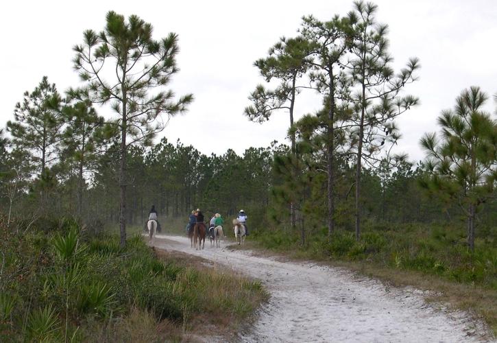 Pumpkin Hill Horseback Riders