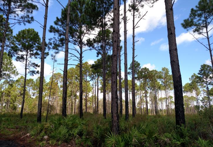 Pumpkin Hill Pine Flat Woods 