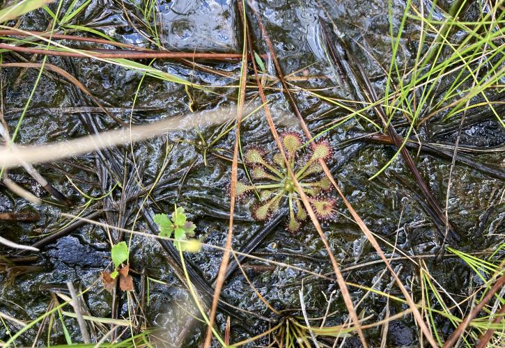 Sundew at Bluffs of St. Teresa