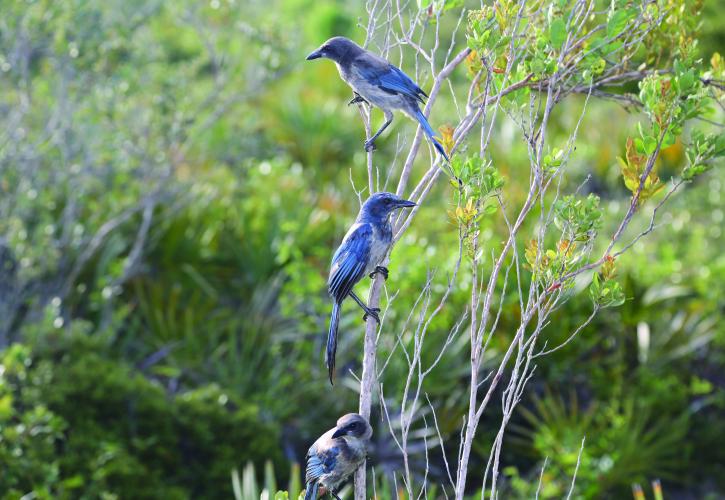 Florida Scrub Jay