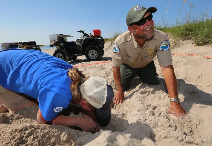 Looking for turtle nests