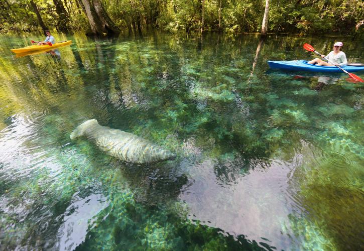 Kayaker with Manatee