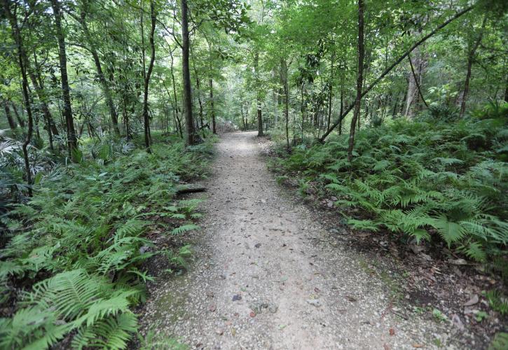 Trail with trees on each side.