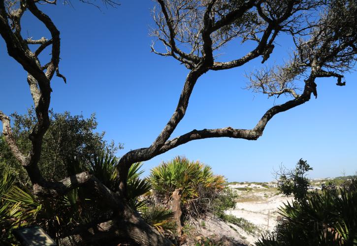 Grayton Beach