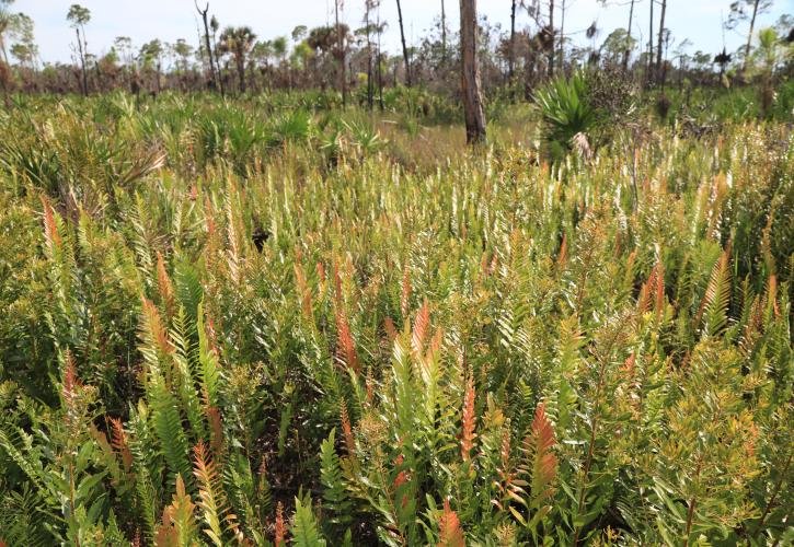 Charlotte Harbor Preserve