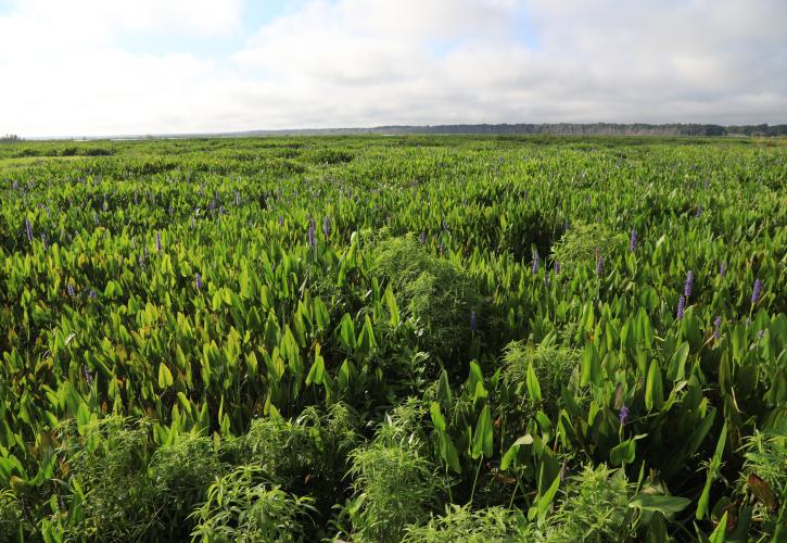 Field of open prairie