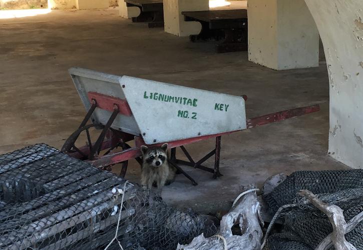 Racoon at Lignumvitae Key Botanical State Park