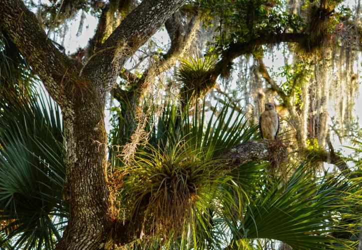 Red-Shouldered hawk perched on an oak tree in a rockland hammock.