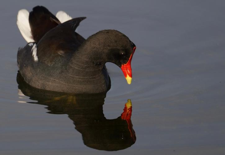 Moorhen