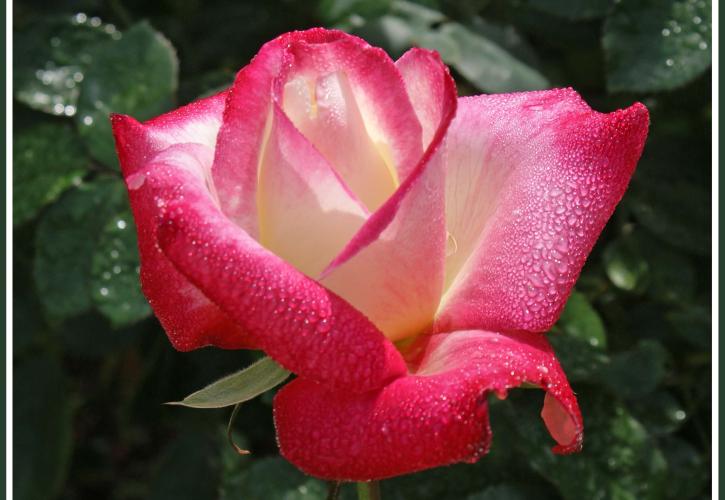 Pink Rose blooming 