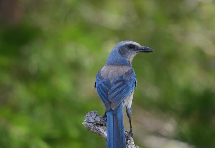  Seabranch Preserve Bird