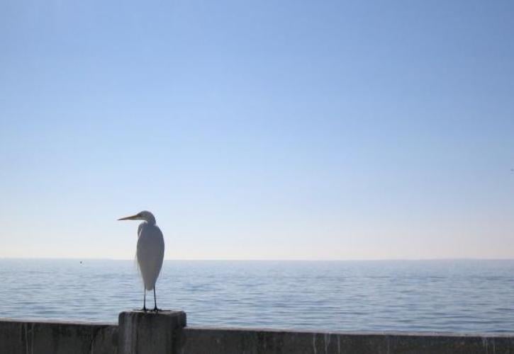 Skyway Fishing Pier Egret