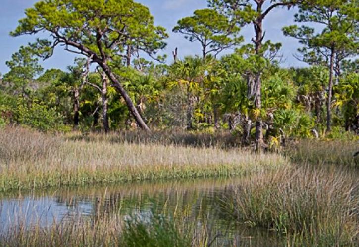 Werner-Boyce Salt Marsh