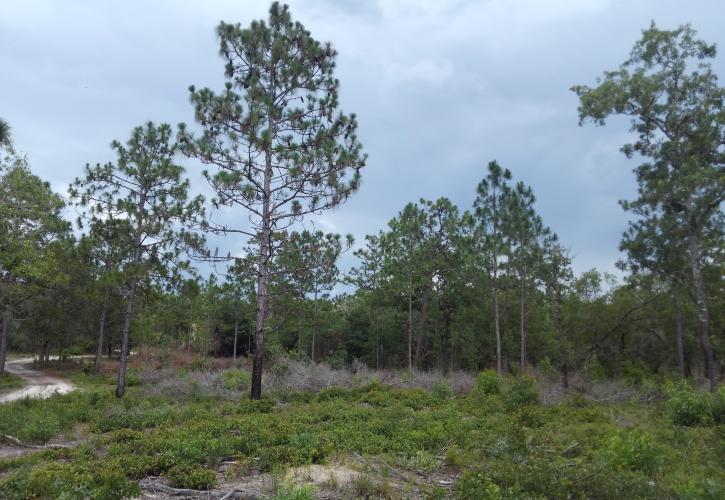 Sand Hill at Fort Cooper