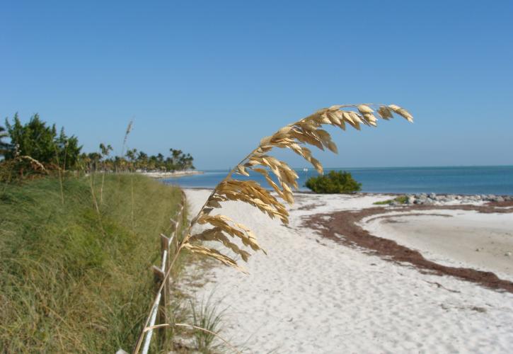 Beach view of sea oats