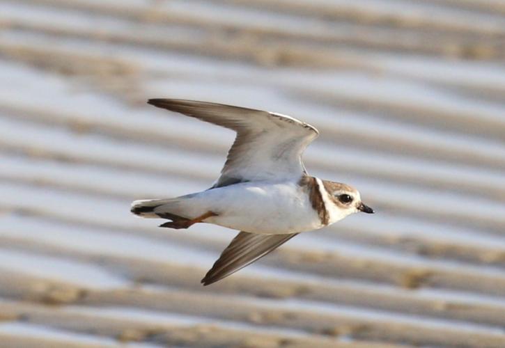 Shorebird in flight with sand and tide pools in the distance.