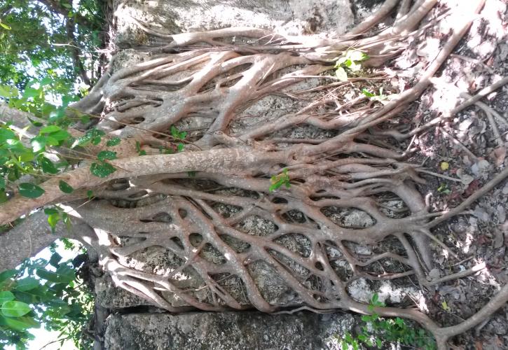 Short Leaf Fig growing over Coral Wall