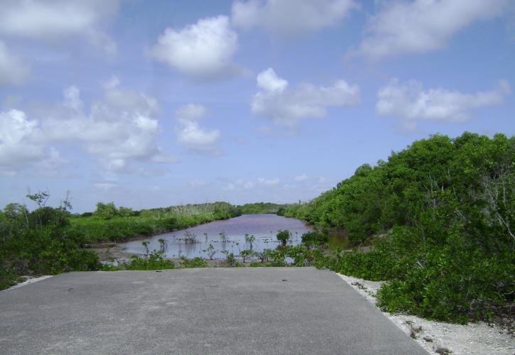 Slough at Dagny Johnson Key Largo Hammock Botanical State Park