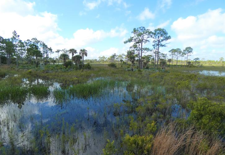 Wetlands filters waters headed towards the river.