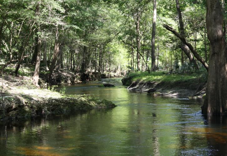 Spring Run to the River