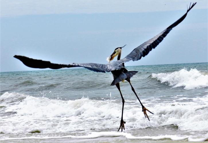 Aves acuáticas