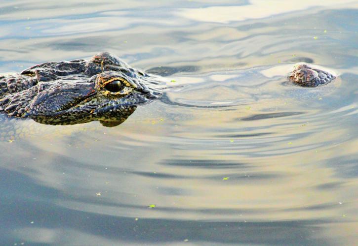 St. Andrews State Park Florida State Parks