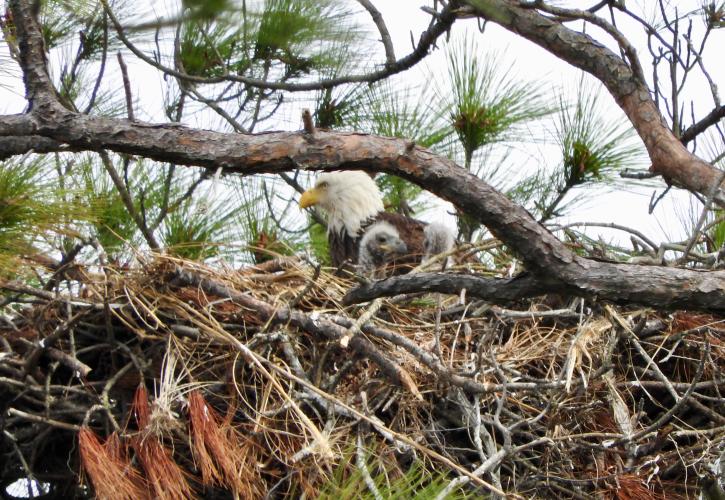 Eagle sits in nest surrounded by tree branches.
