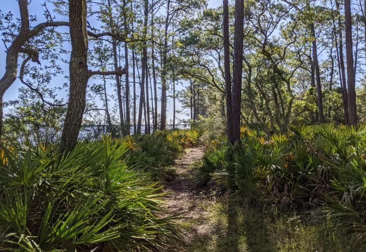 Flatwoods trail at Bluffs of St. Teresa