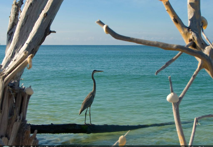 Stump Pass Beach Heron