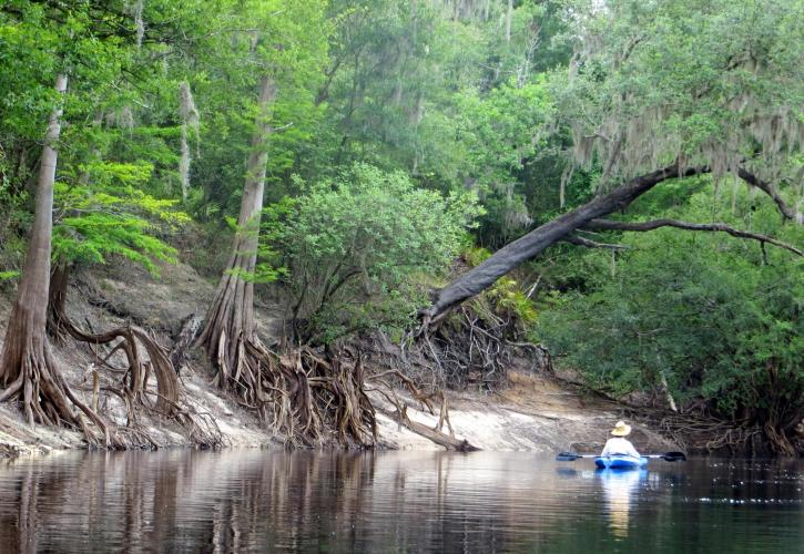 Suwannee River Wilderness