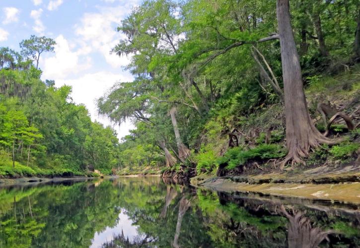 Suwannee River Wilderness